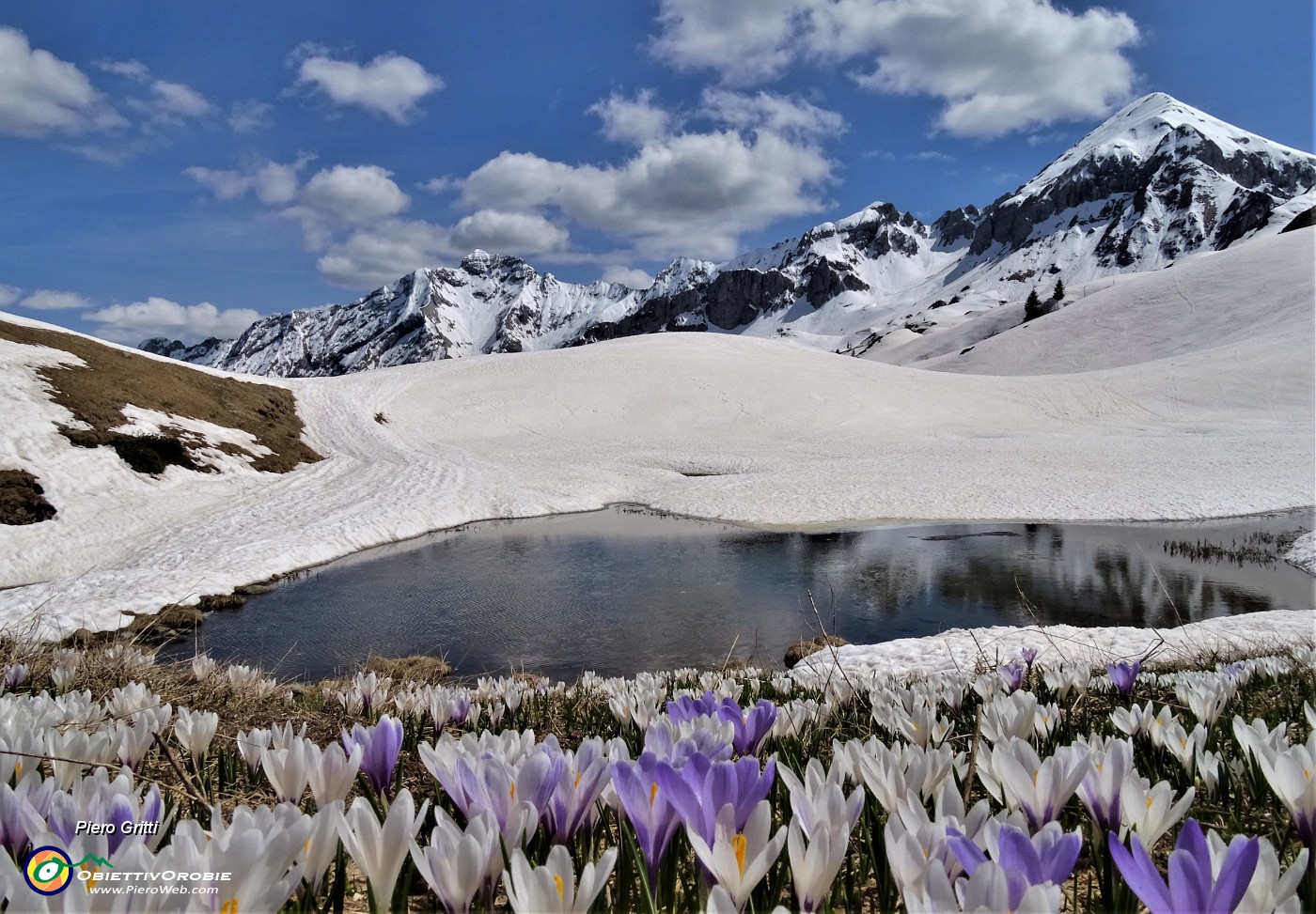 07 Laghetto in disgelo con estese fioriture di  Crocus vernus (Zafferano maggiore) .JPG